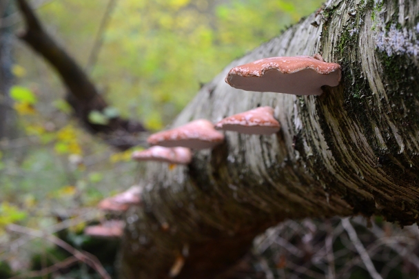 berkenzwam (fomitopsis betulina) 11-2019 0558